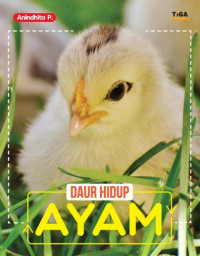Daur Hidup Ayam